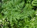 Conium maculatum